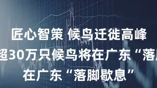 匠心智策 候鸟迁徙高峰来了，超30万只候鸟将在广东“落脚歇息”